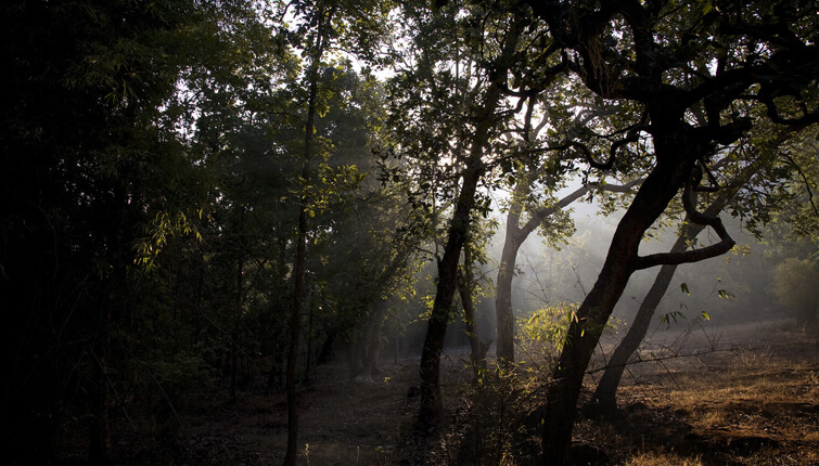 Beautiful Bandavhgarh Park