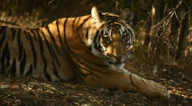 Fauna in Bandhavgarh Park