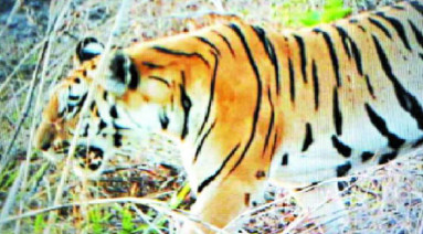 Tiger Kishan Missing