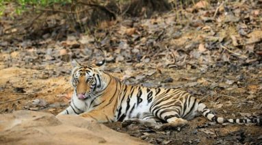 Tigress Sundari of Bandhavgarh National Park