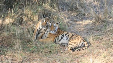 Bandhavgarh Tiger