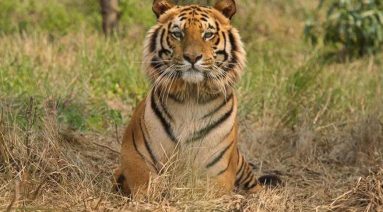 royal-bengal-tiger