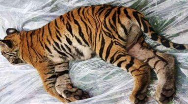 tiger cub of T-5 died at Bandhavgarh park