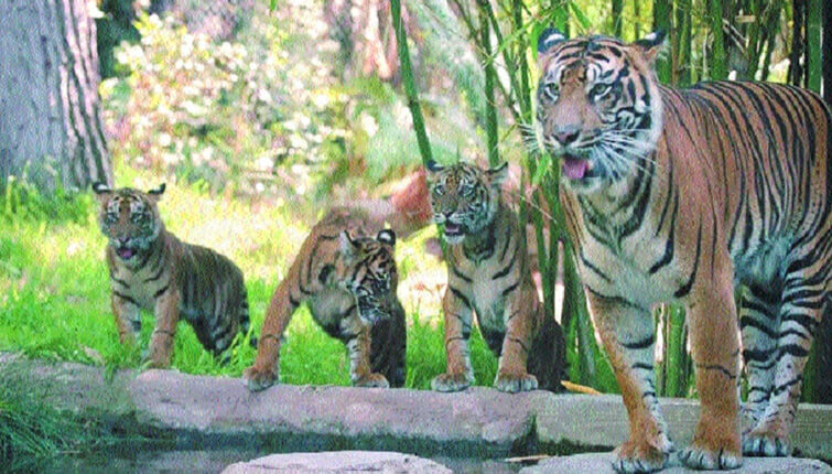 Tigress Radha with her cubs