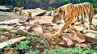 Tigress radha with cubs