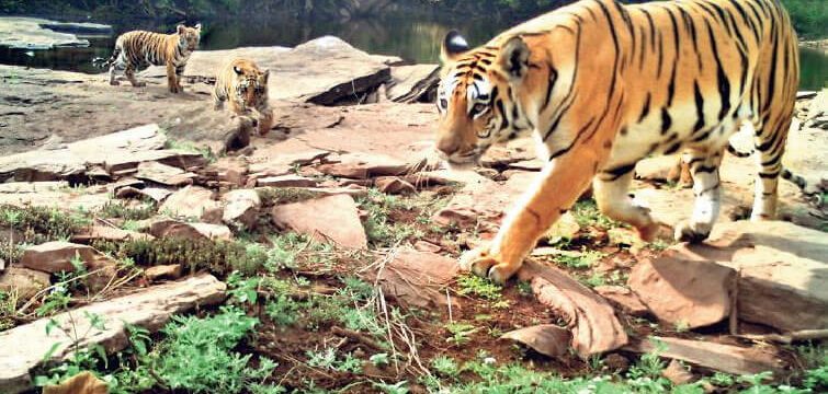 Tigress radha with cubs