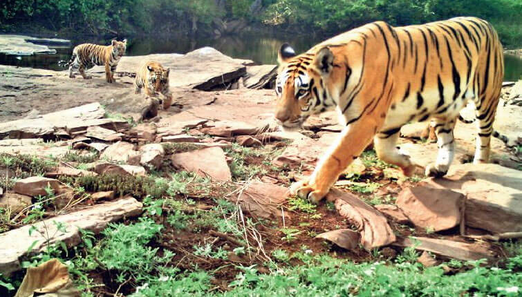 Tigress radha with cubs