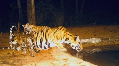 Bandhavgarh Tiger Reserve Receives 6 Tiger Cubs & 3 Leopard Cubs