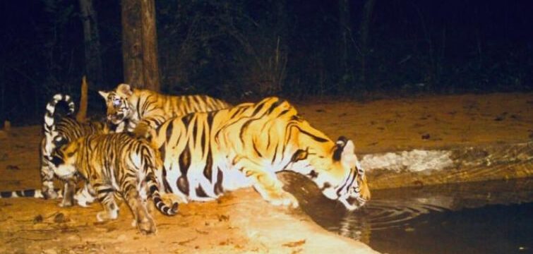 Bandhavgarh Tiger Reserve Receives 6 Tiger Cubs & 3 Leopard Cubs