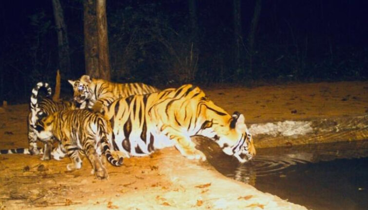 Bandhavgarh Tiger Reserve Receives 6 Tiger Cubs & 3 Leopard Cubs