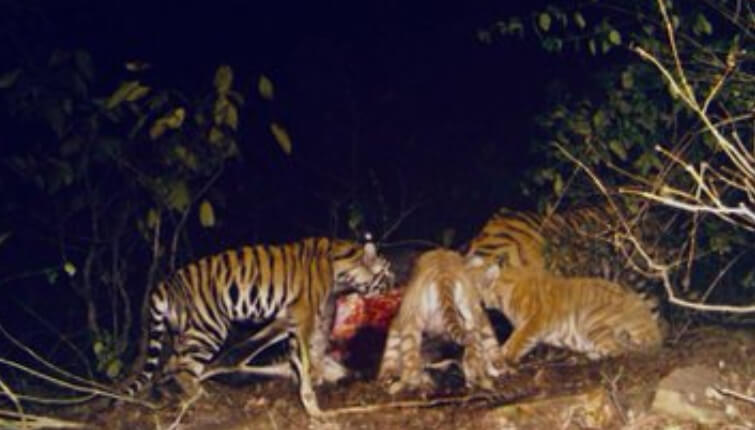 Bandhavgarh Tiger Reserve Receives 6 Tiger Cubs & 3 Leopard Cubs