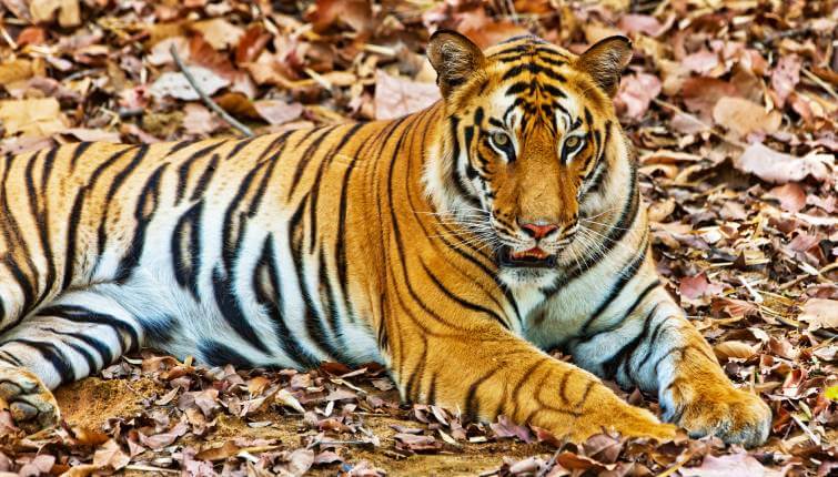 Bandhavgarh National Park Tiger