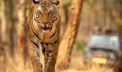 Bandhavgarh Safari