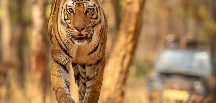 Bandhavgarh Safari