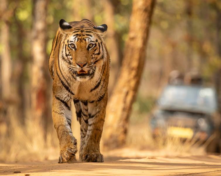 mp tourism bandhavgarh safari booking