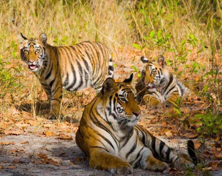 Bandhavgarh Tiger Jungle Safari