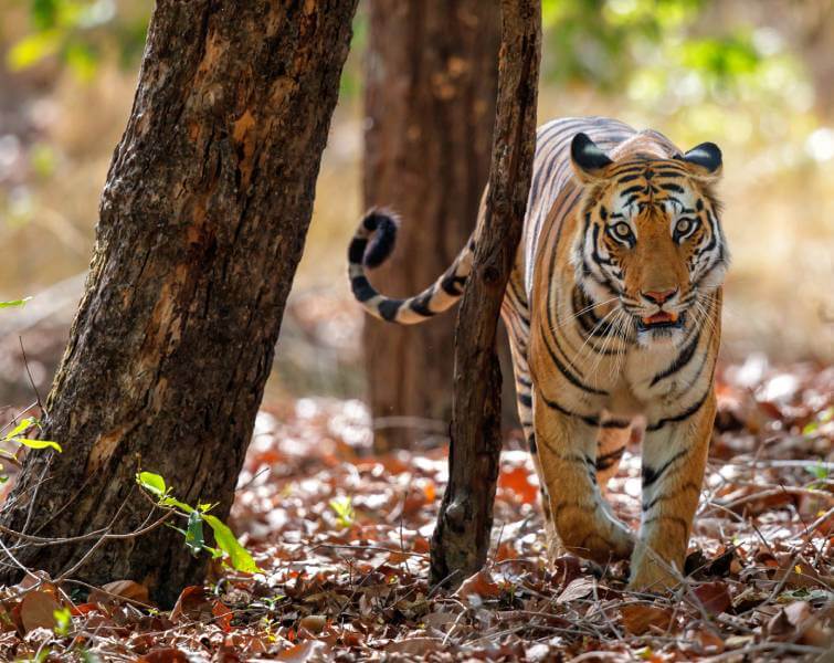 Bandhavgarh Tiger Reserve Mp