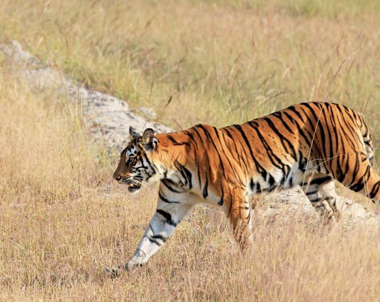 Bandhavgarh Tiger Reserve