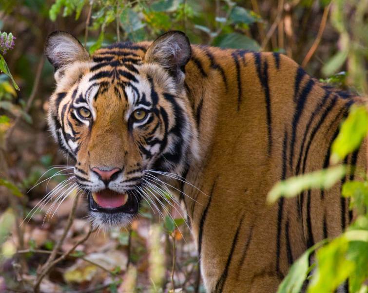 Bandhavgarh Tiger Safari