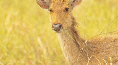 Swamp Deer