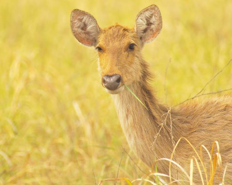 mp tourism panna national park