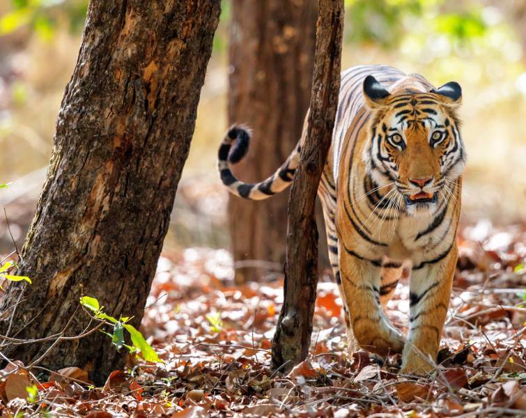 Bandhavgarh Tiger