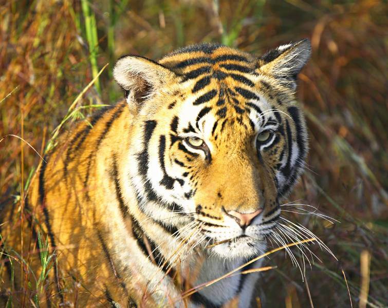 Kanha National Park