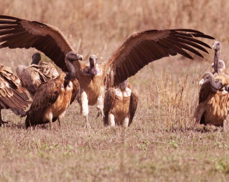 Vultures Census Bandhavgarh National Park