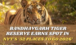 Bandhavgarh Earns Spot in NYT’s ‘52 Places to Go 2026’