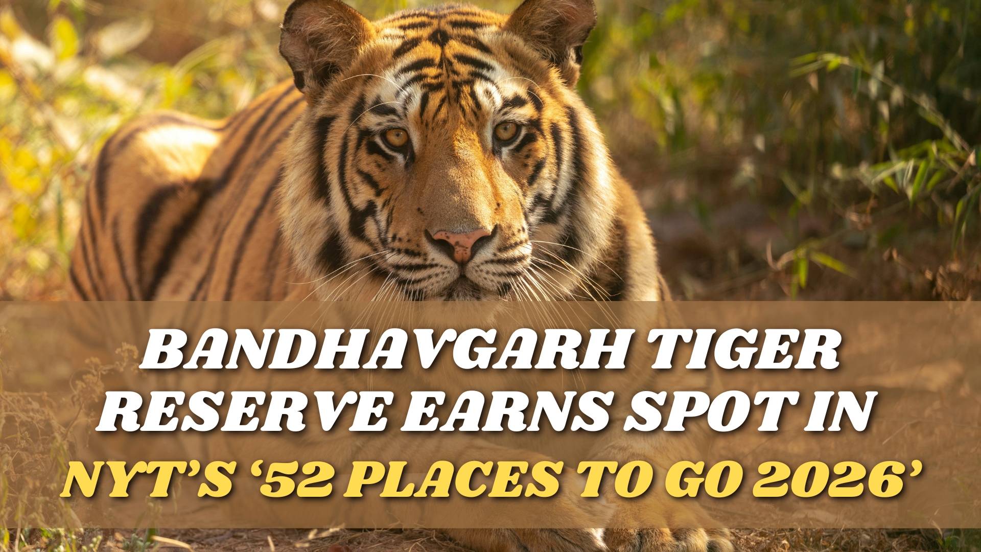 Bandhavgarh Earns Spot in NYT’s ‘52 Places to Go 2026’