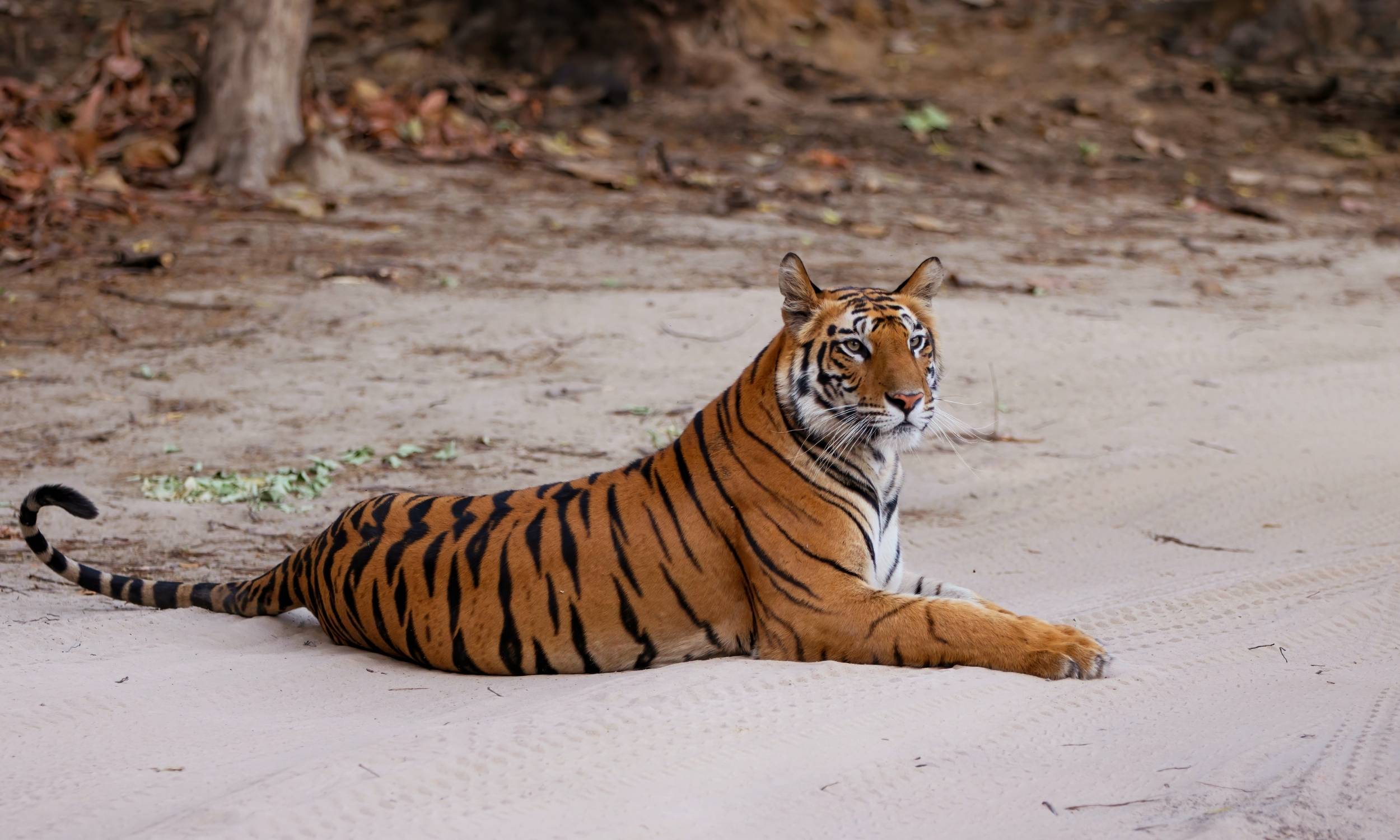 Bandhavgarh Earns Spot in NYT’s ‘52 Places to Go 2026’