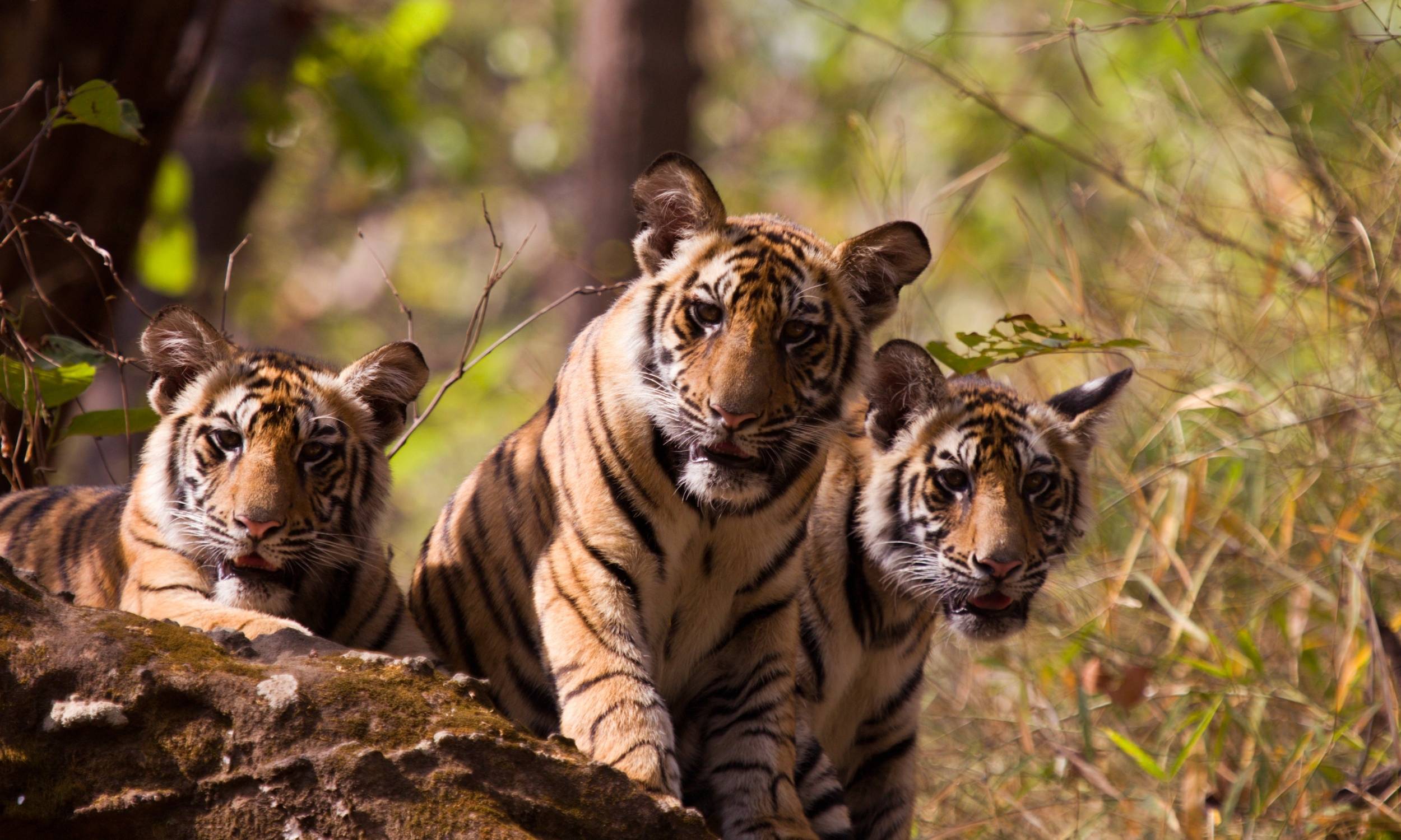 Bandhavgarh Earns Spot in NYT’s ‘52 Places to Go 2026’