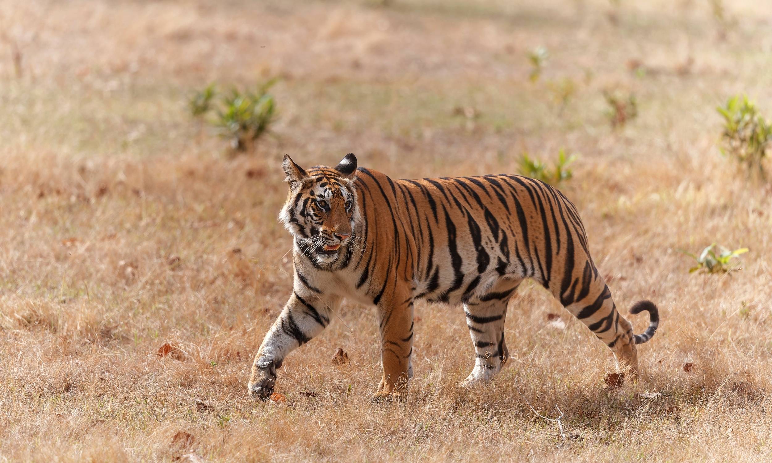 Bandhavgarh Earns Spot in NYT’s ‘52 Places to Go 2026’