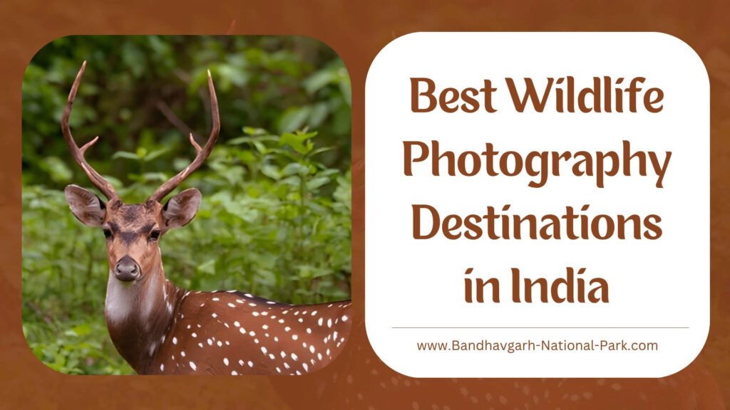 Best Wildlife Photography Destinations in India
