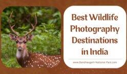 Best Wildlife Photography Destinations in India