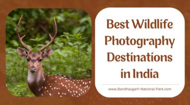 Best Wildlife Photography Destinations in India