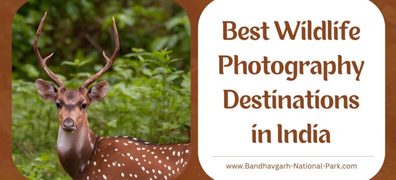 Best Wildlife Photography Destinations in India