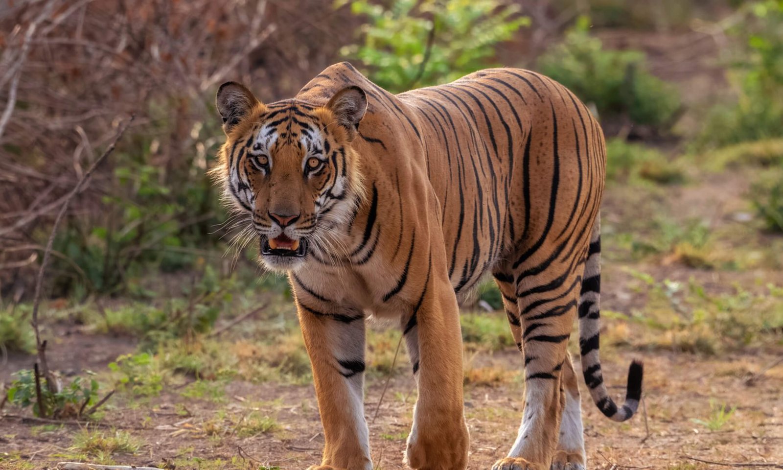 Corbett National Park