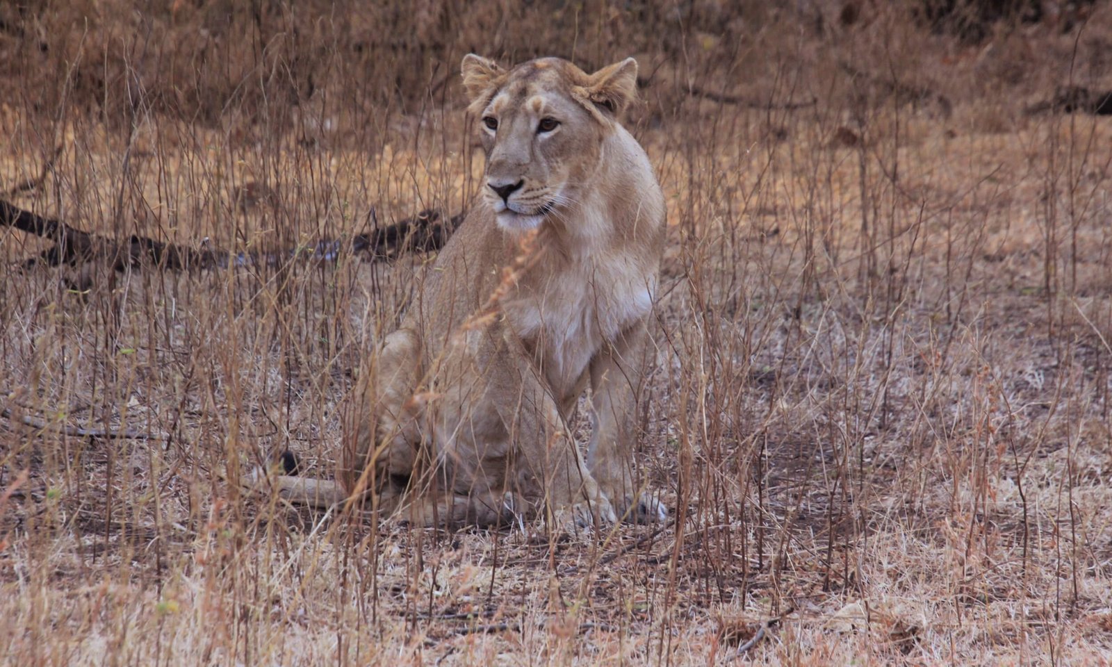Gir National Park