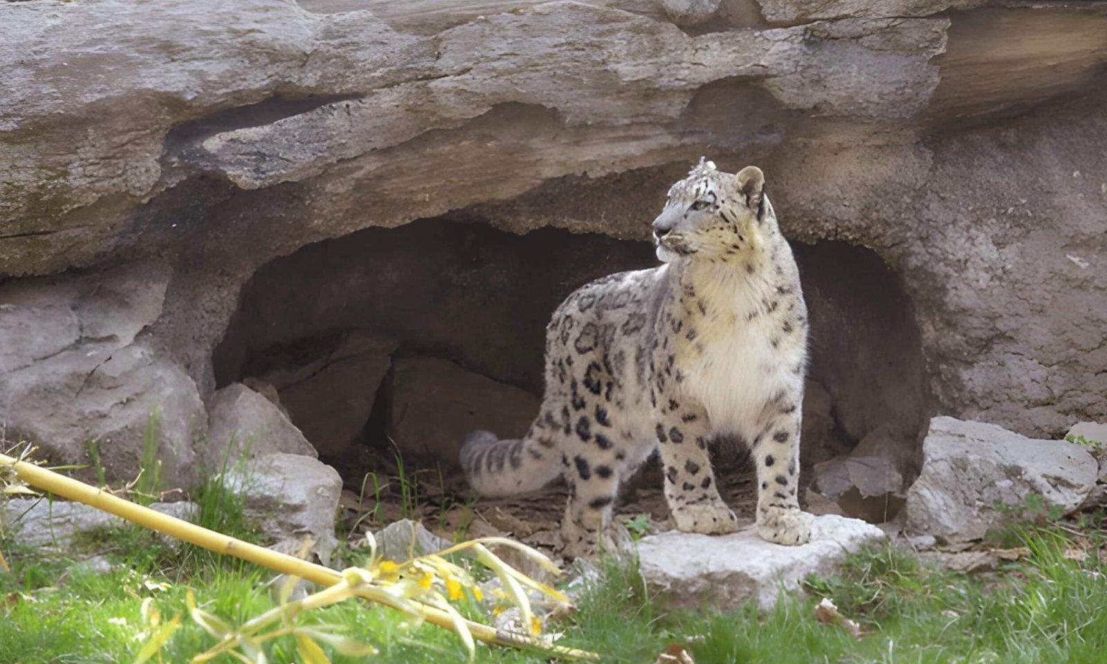 Hemis National Park Ladakh