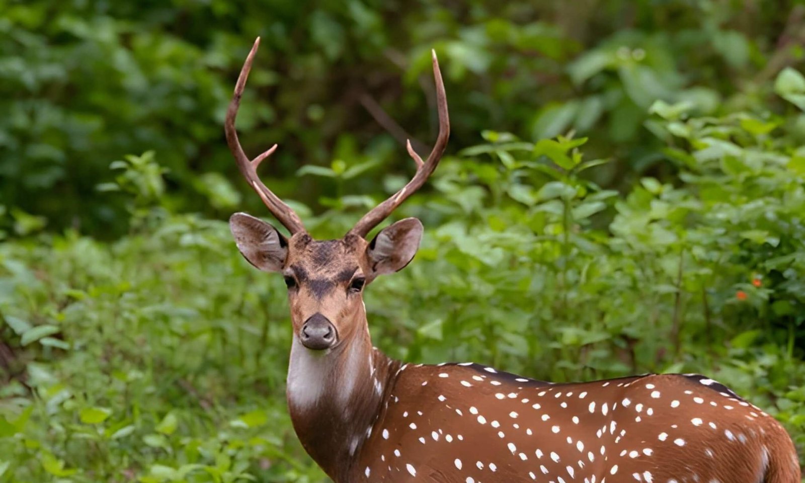 Kabini Wildlife Sanctuary Karnataka
