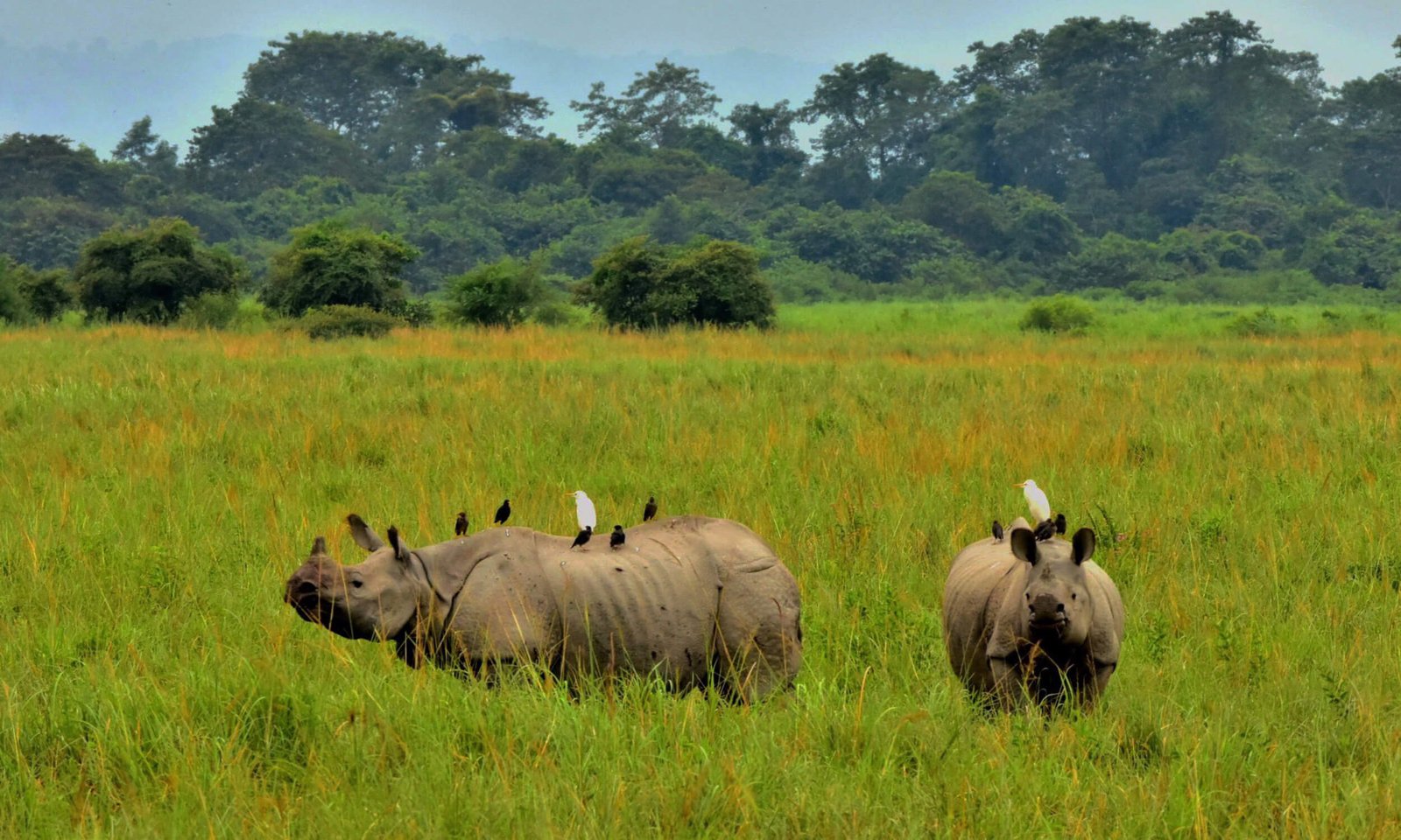 Kaziranga National Park