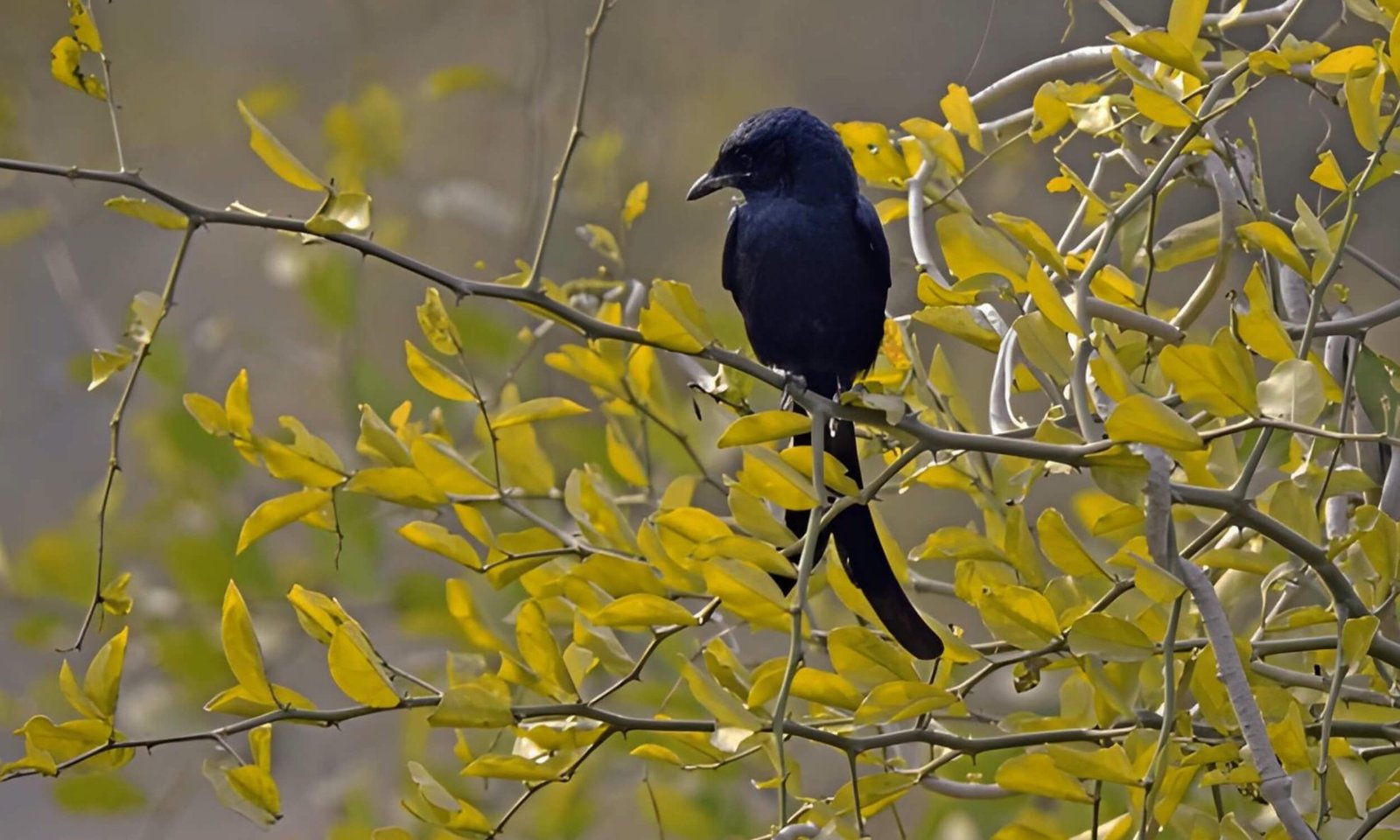 Keoladeo National Park Rajasthan