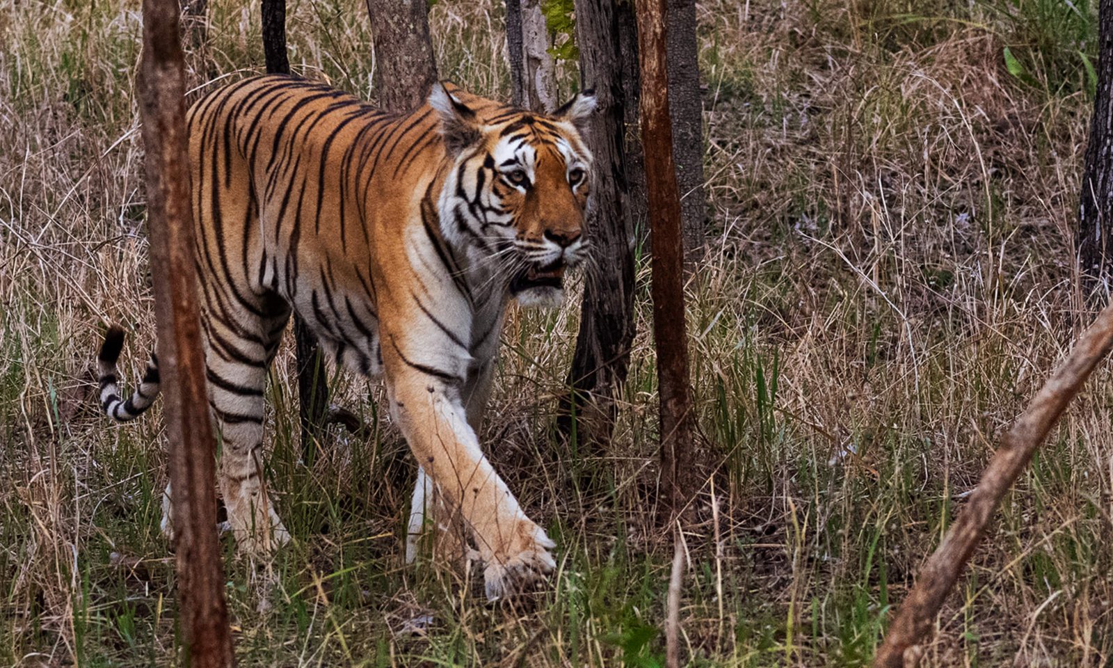 Pench National Park