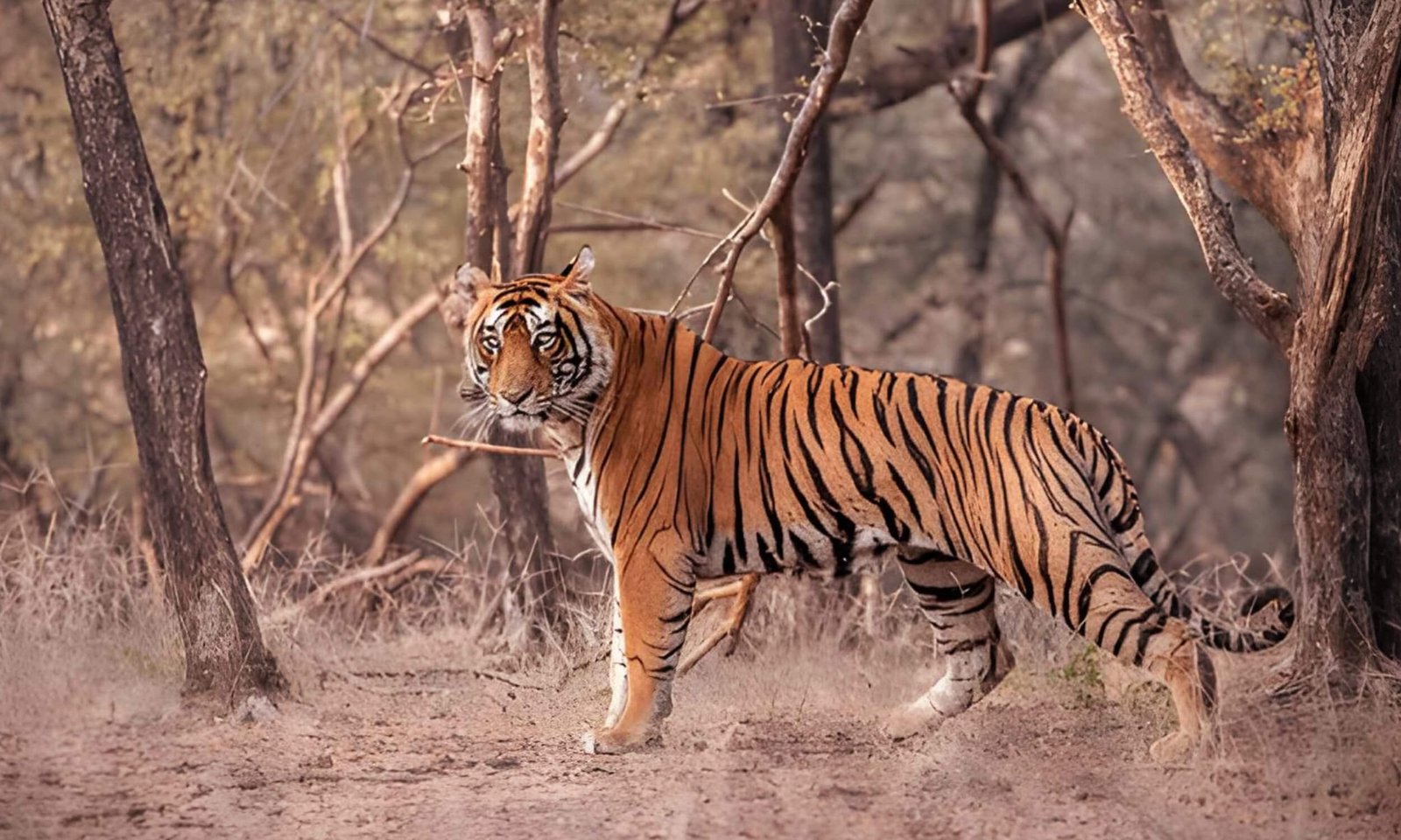 Ranthambore National Park