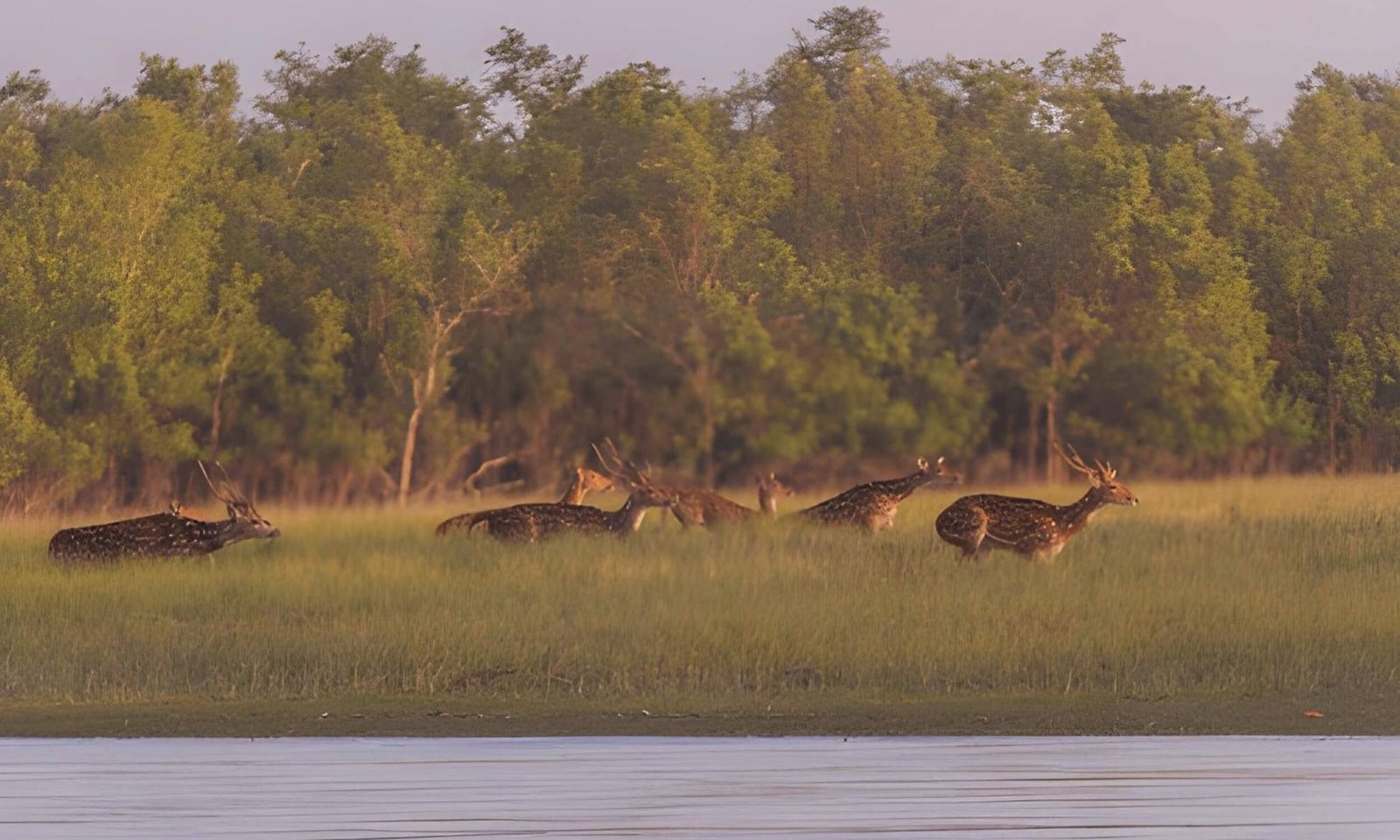 Sundarbans National Park West Bengal