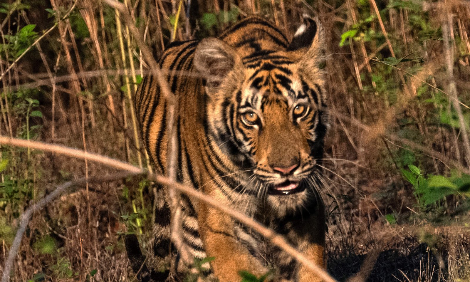 Tadoba National Park