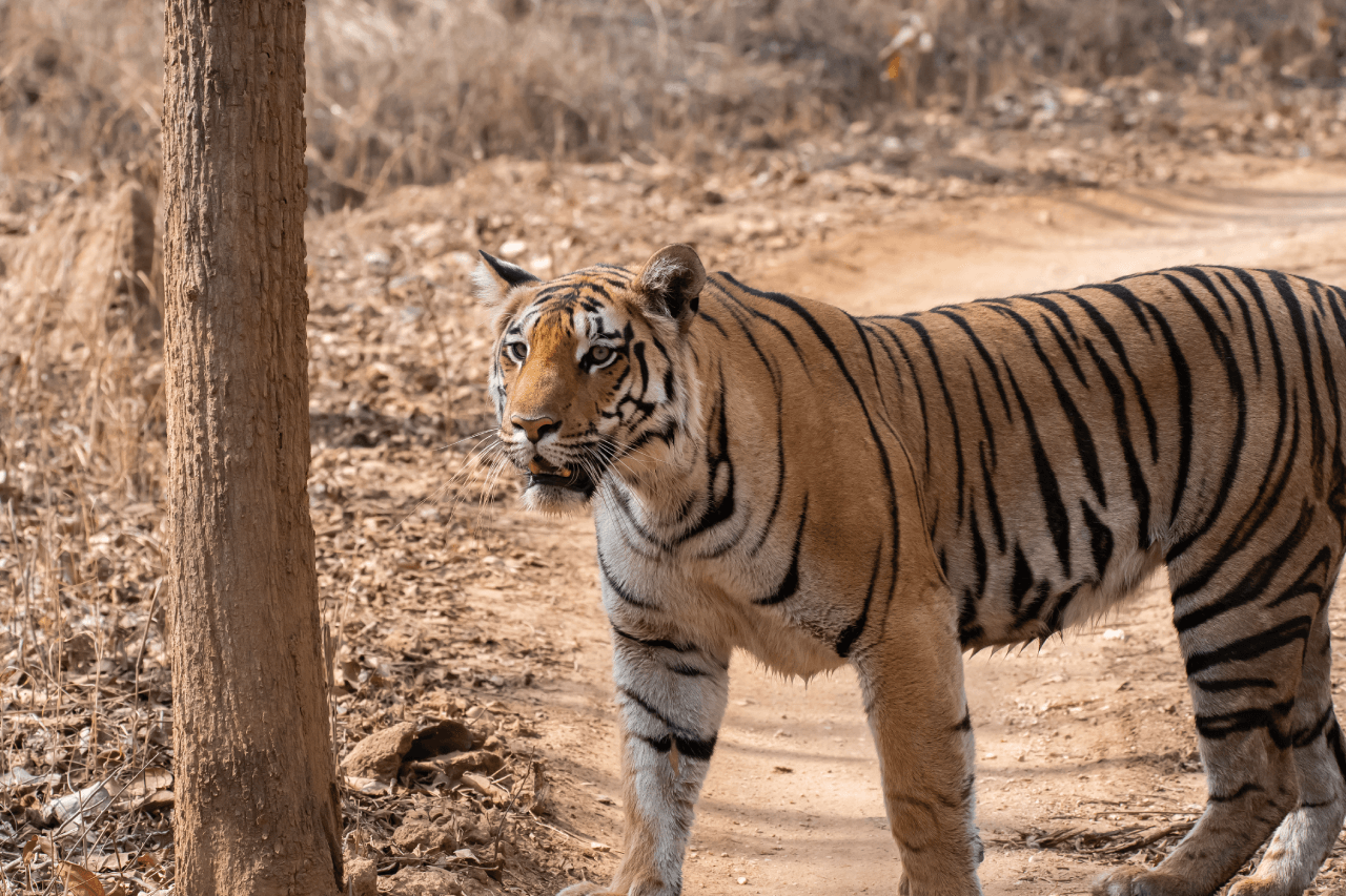 Pench National Park