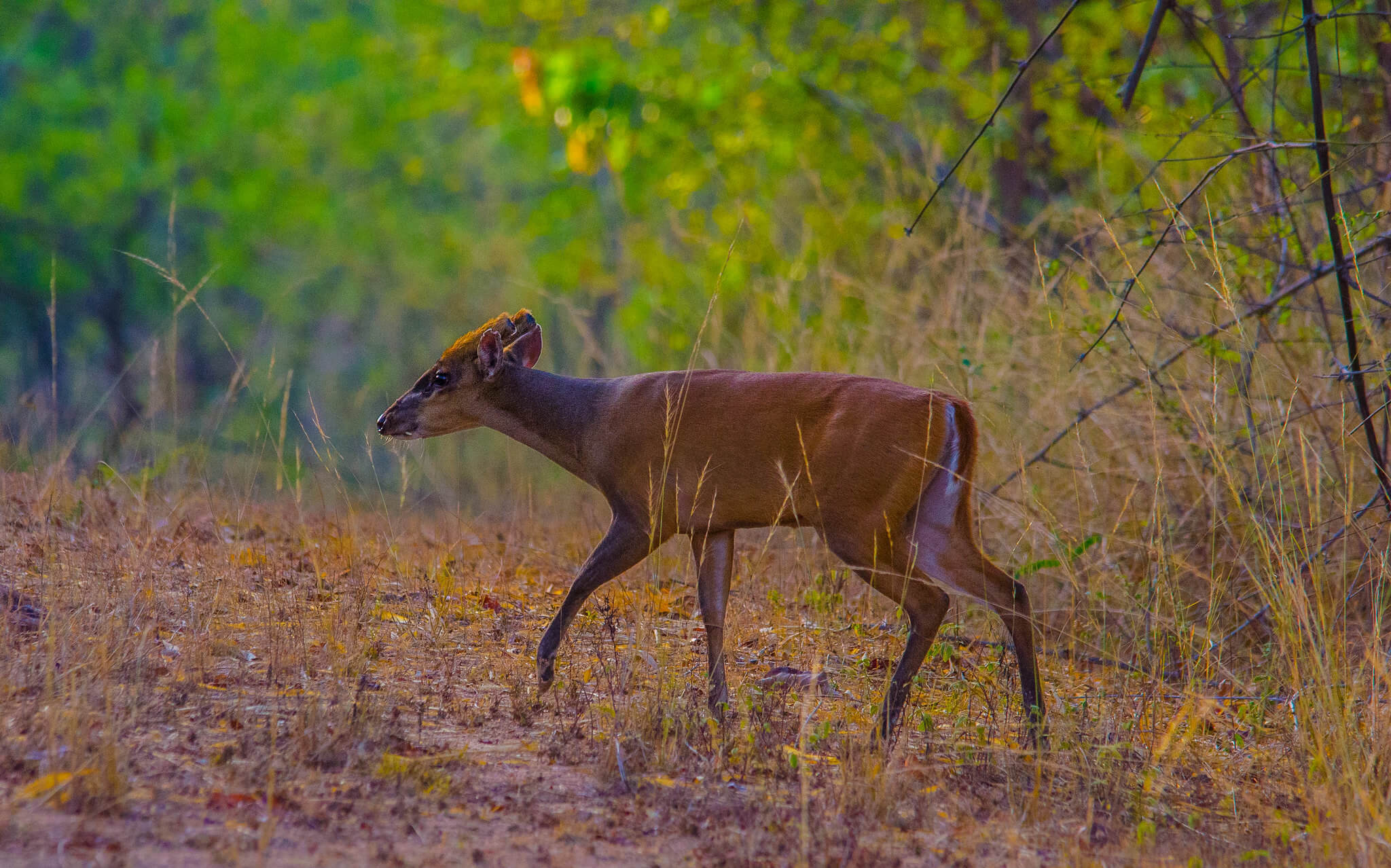 Wildlife Animals in Bandhavgarh