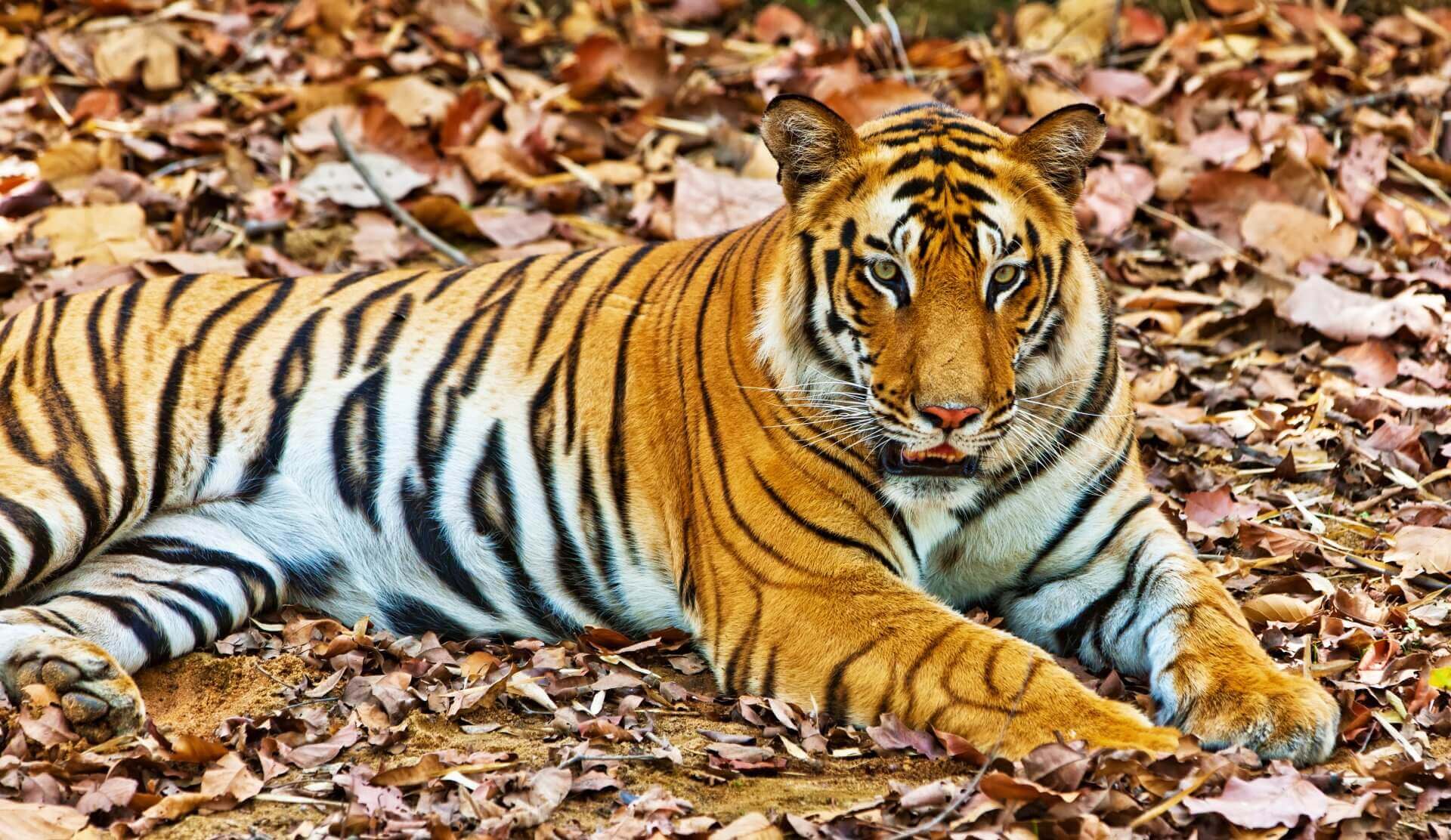 Best of India With the Tiger